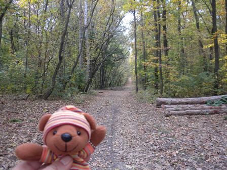 H4-188forest.jpg