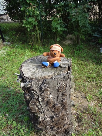 H5-31stump.jpg