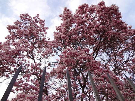 H5-408pink.jpg