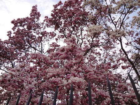 H5-412pink.jpg