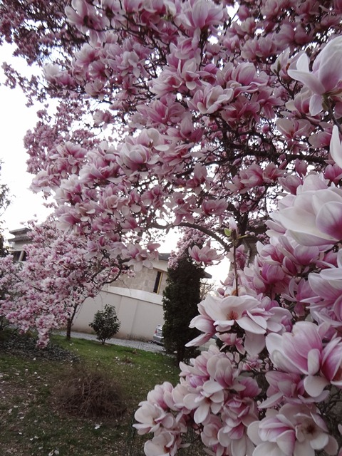 H5-413pink.jpg