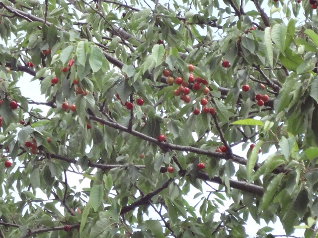 H5-580cherry.jpg